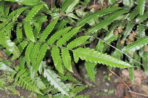 萬年曆五行 蕨 類 植物 代表 品種